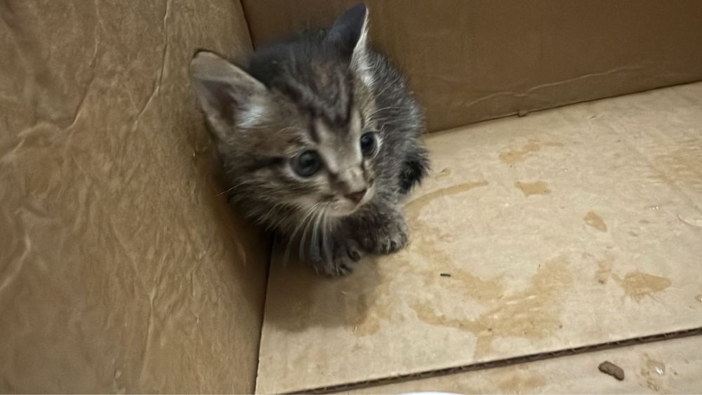 Отдадим в добрые руки