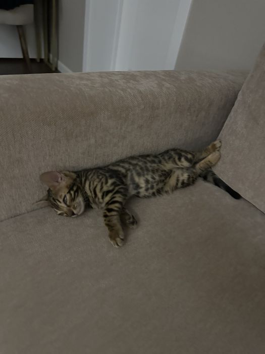 Бенгальский котенок, 2 месяца