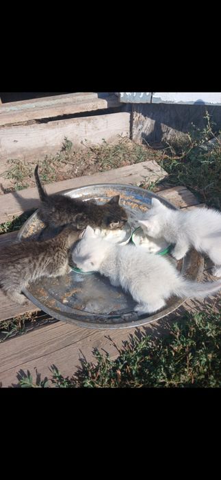 Отдам котят бесплатно