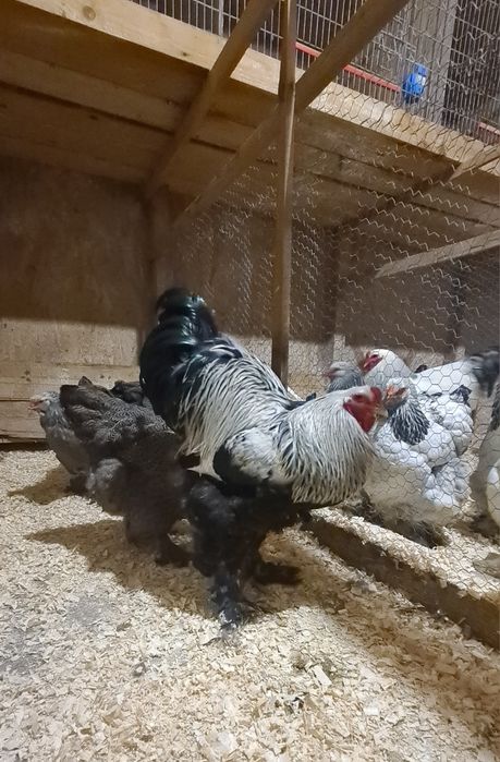 Ouă incubat păsări de rasă