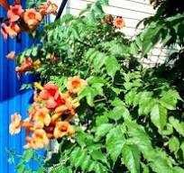 Эурфобия,  каланхое цветущий, юкка, кампсис, смородина