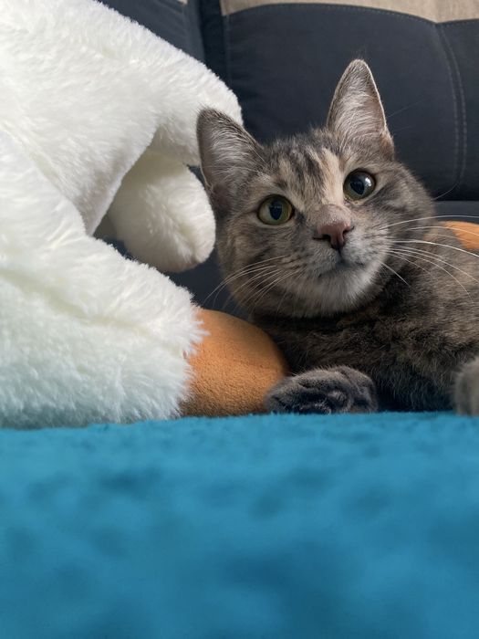 Котенку нужен дом