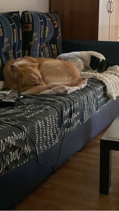 Plimbat căței & vizite la animale – Bucuresti