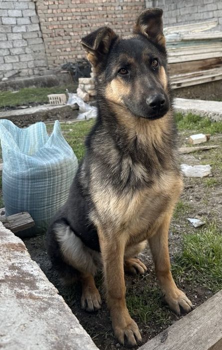 Продается Собака ( Немецкая овчарка ) 6 месяцев