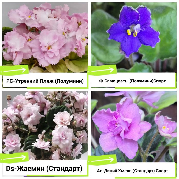 Фиалки сортовые продам