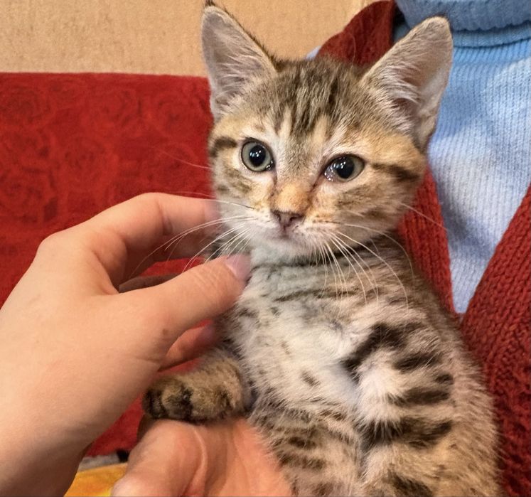 Котята милашки ищут дом