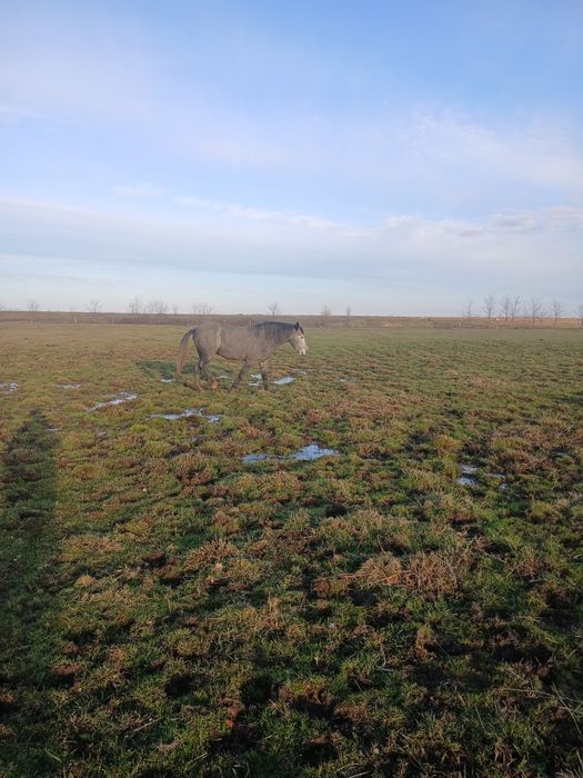 Vând mânza de 3 anii