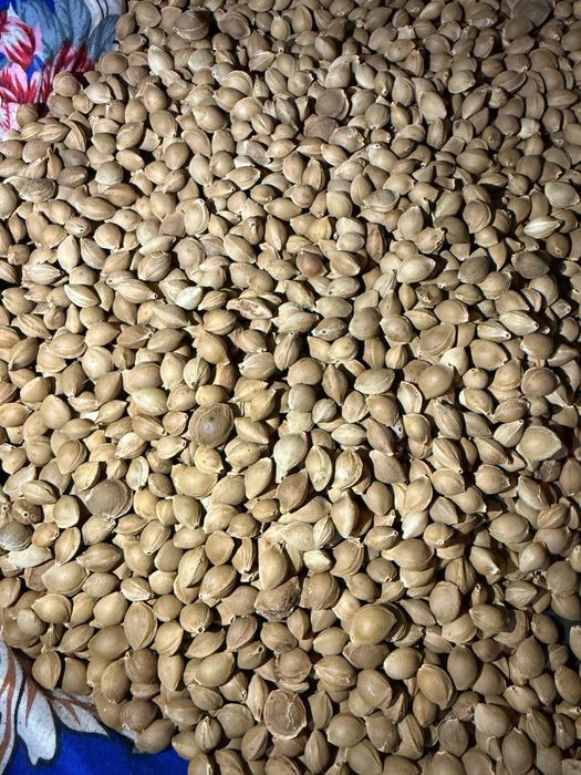 Oʻrik danagi sotiladi