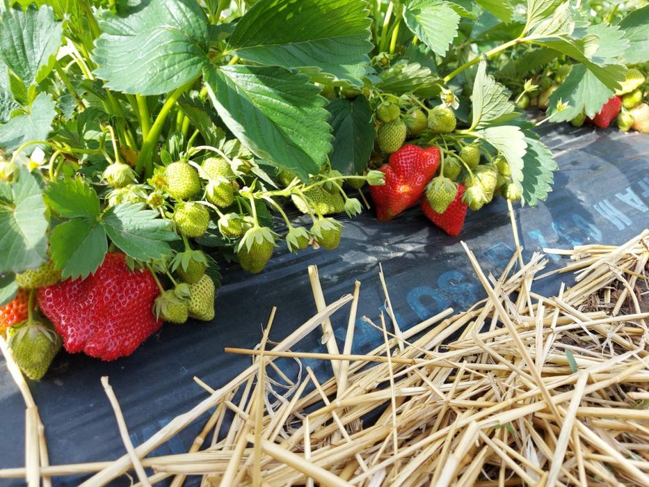 Vindem stoloni capsuni soi remontant Albion si altele soiuri unifere!