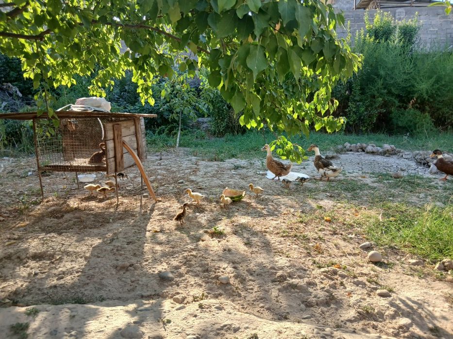 Урдаклар сотилади 12.  13 та кичкина болалари бор 2та она урдак