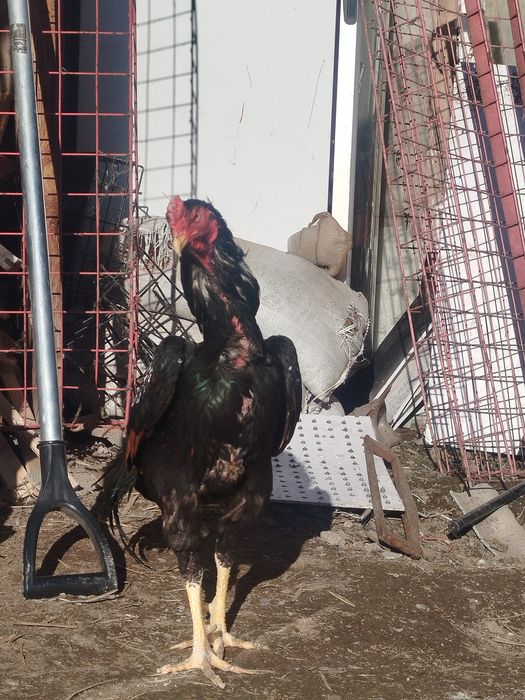 Дакан петух цык цык спать