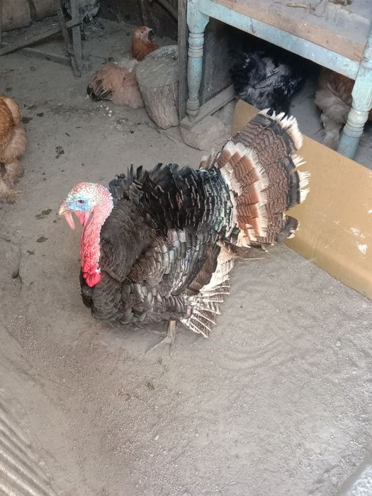 Продам молодого индюка порода хорошая бронзовая  вес 6,5