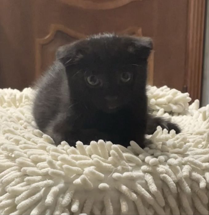 Котята в хорошие руки
