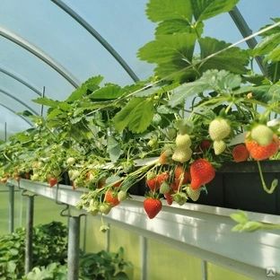 Продажа рассады клубники