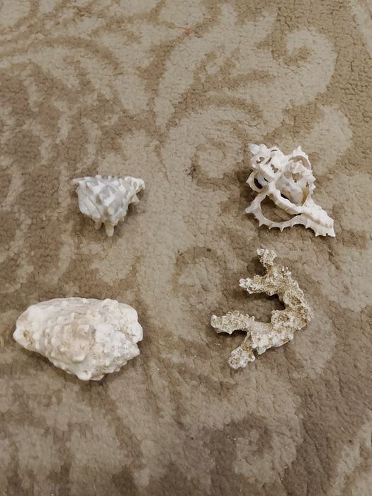 Кораблики для аквариума и ракушки