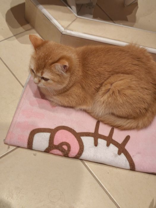 9-месечна женска златна британска късококосмя котка