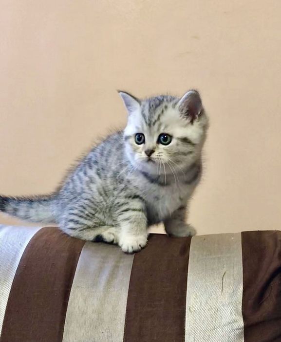 Шотландские котодетки