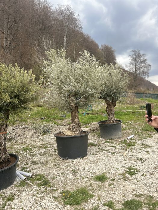 Vand maslini seculari si bonsai