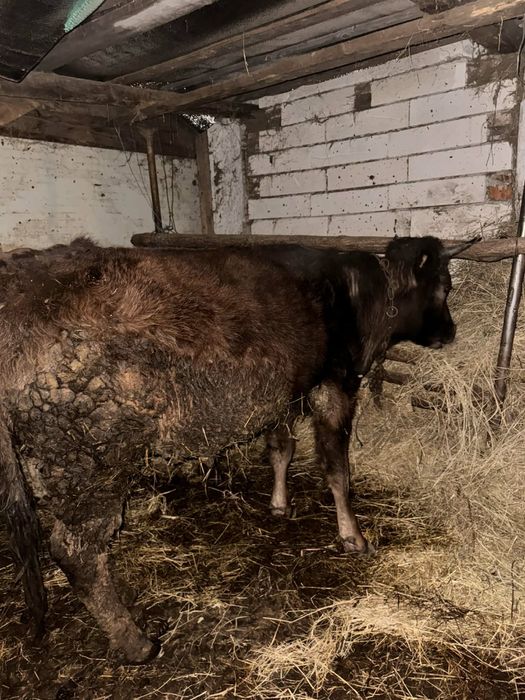 vand juninca gestanta de 7 luni la prima fatare