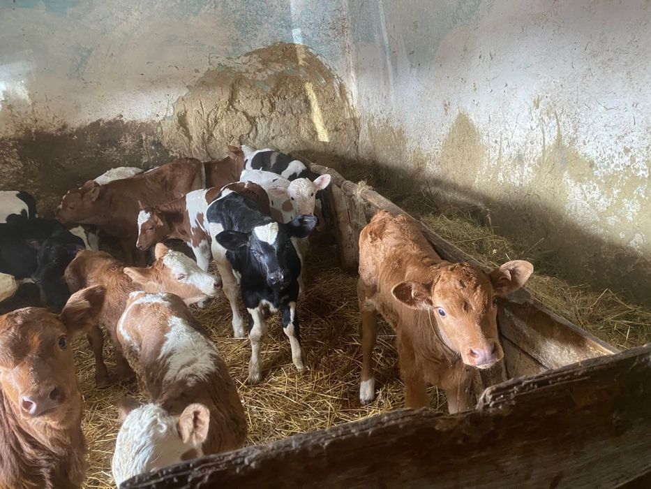 Vând viţei de carne