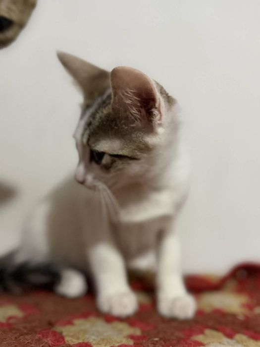 Pisicuta pentru adoptie