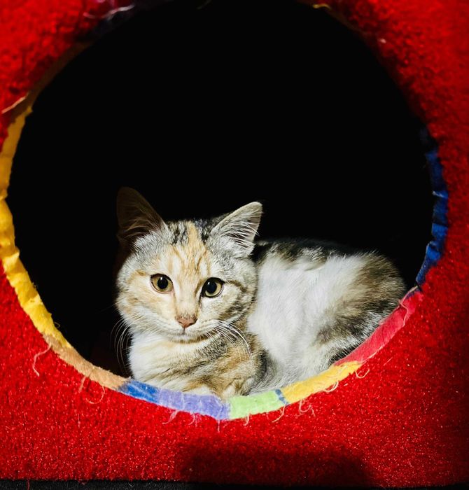 Ищу дом для кошечки