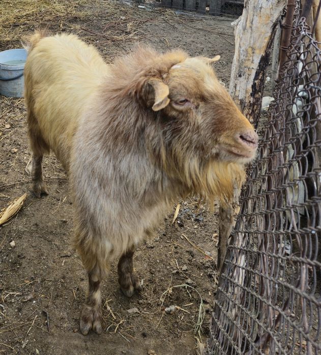 Vând țap vârsta 4 ani