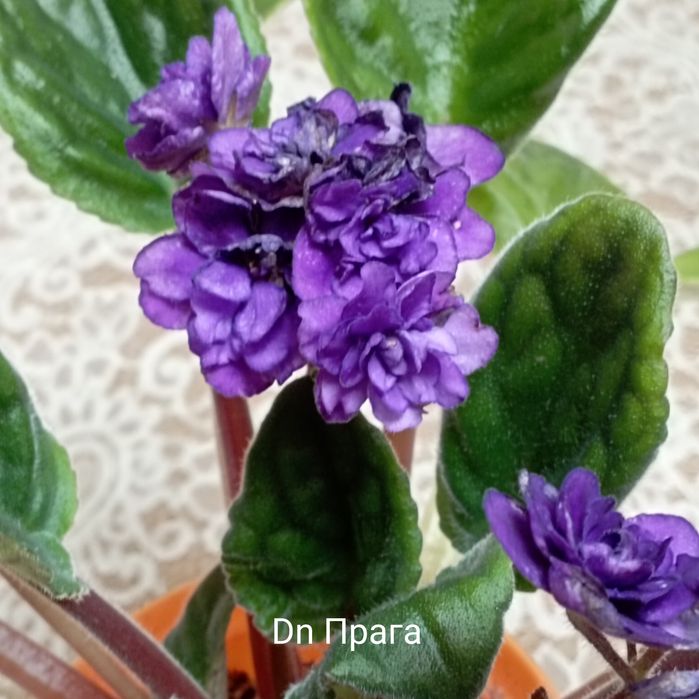 Распродажа деток сортовых фиалок