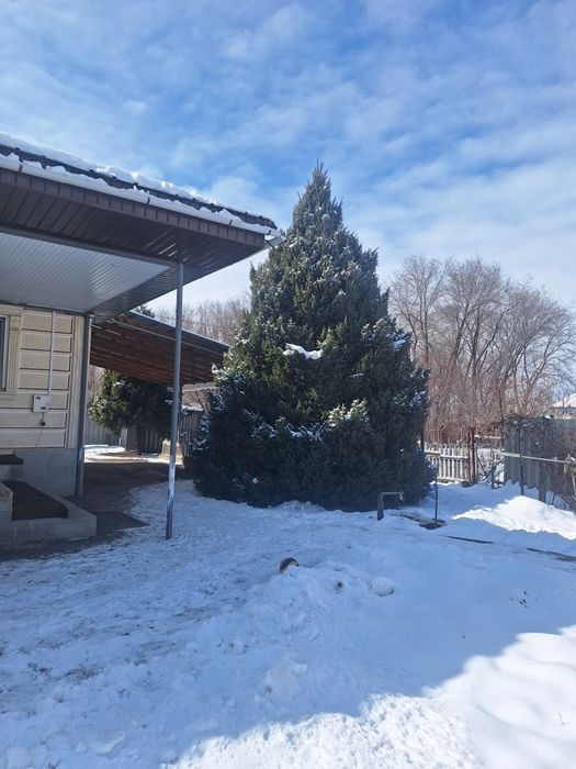 Продам елку 7-8 метров