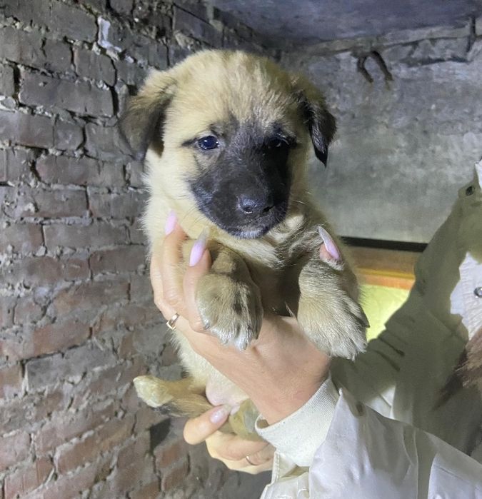 Отдам щенят в добрые руки