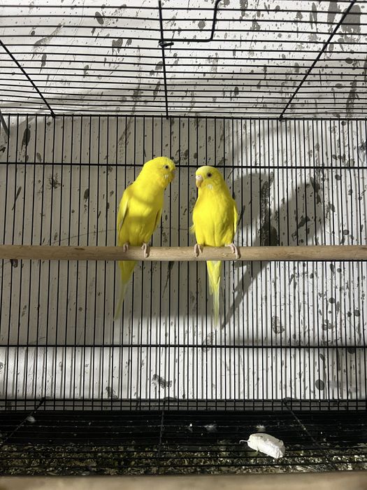 Волнистые попугаи пара лимон