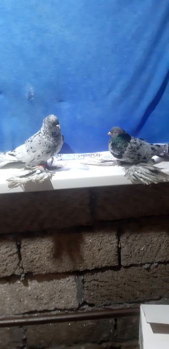 Продаются челкари