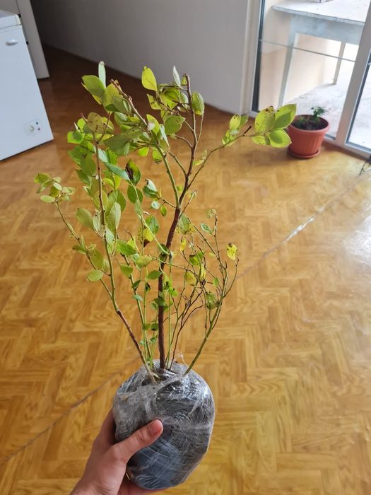 Продам голубику.