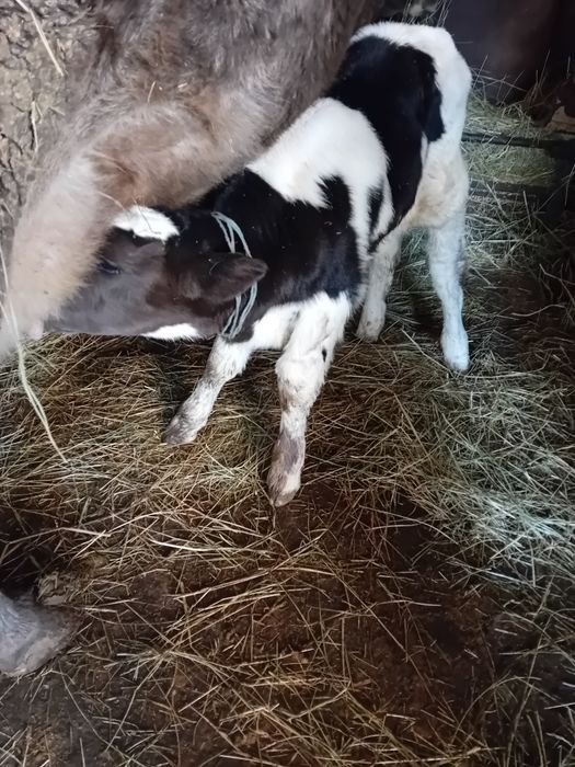 Vițel de monta de carne