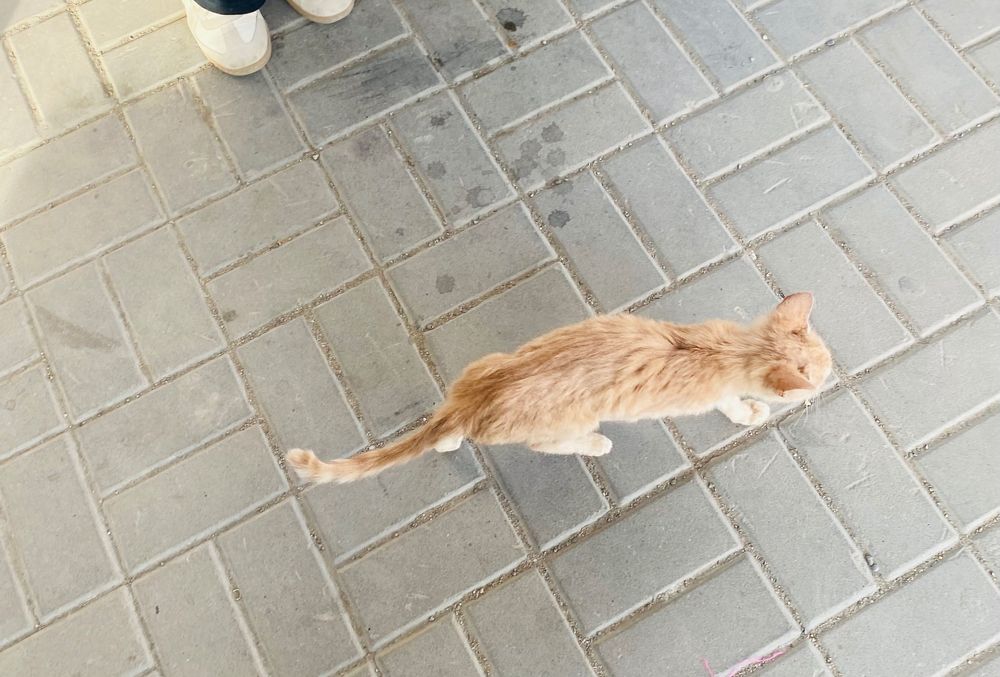 Кошка кошка нур сити