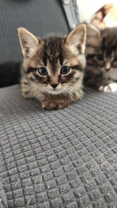 Отдам Котят бесплатно