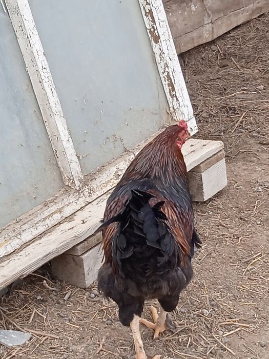 Атештер сатылымда