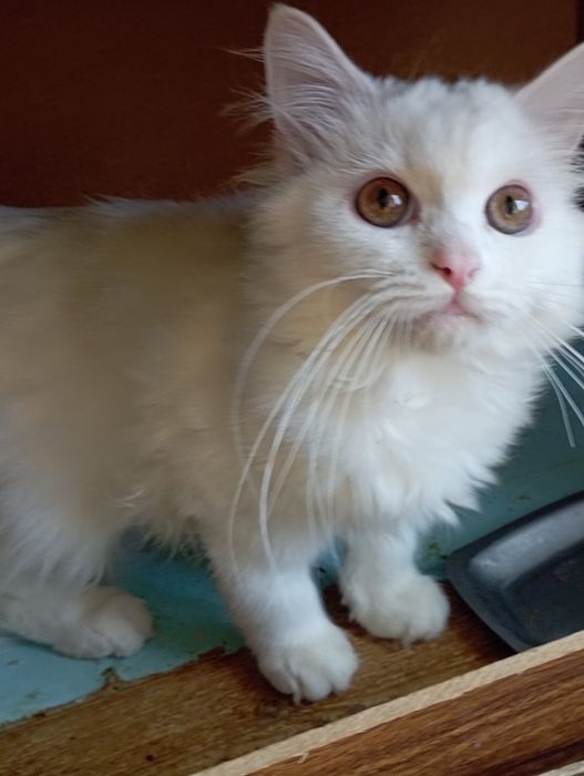 Котёнок мальчик 6 мес.