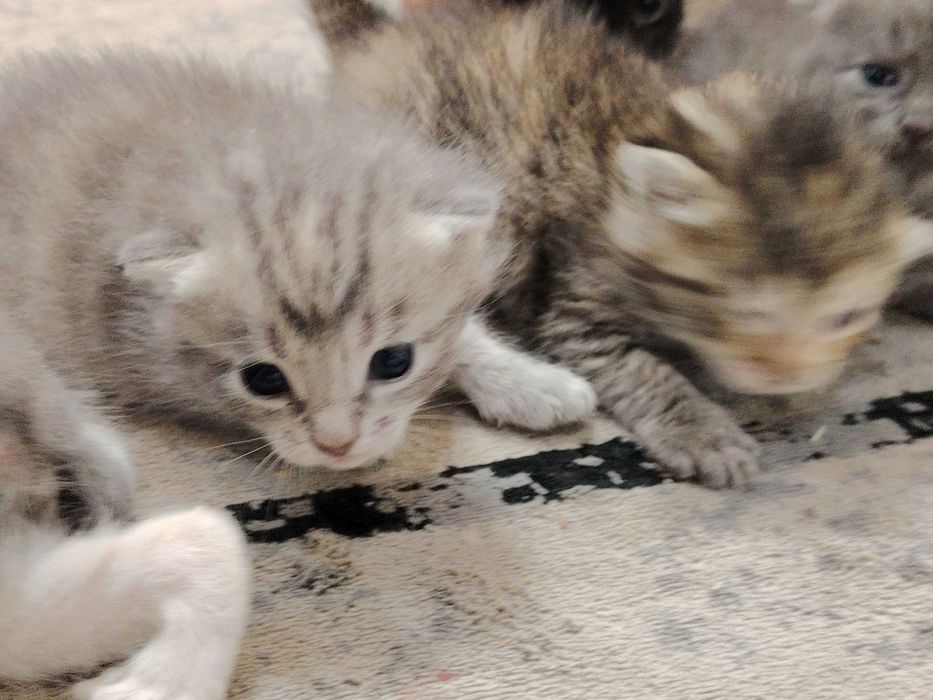 Отдам котят в добрые руки