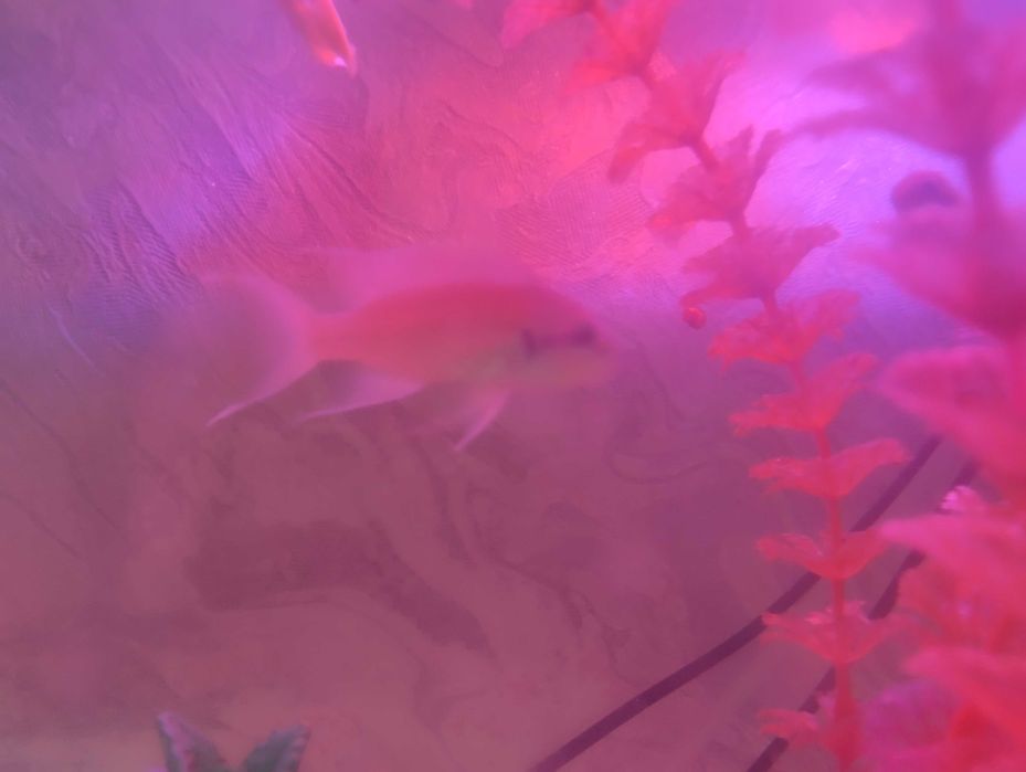 Аквариумные рыбки прицесса бурунди