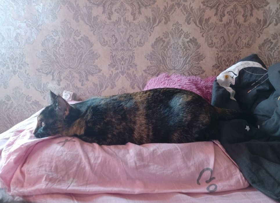 Отдам кошку в добрые руки