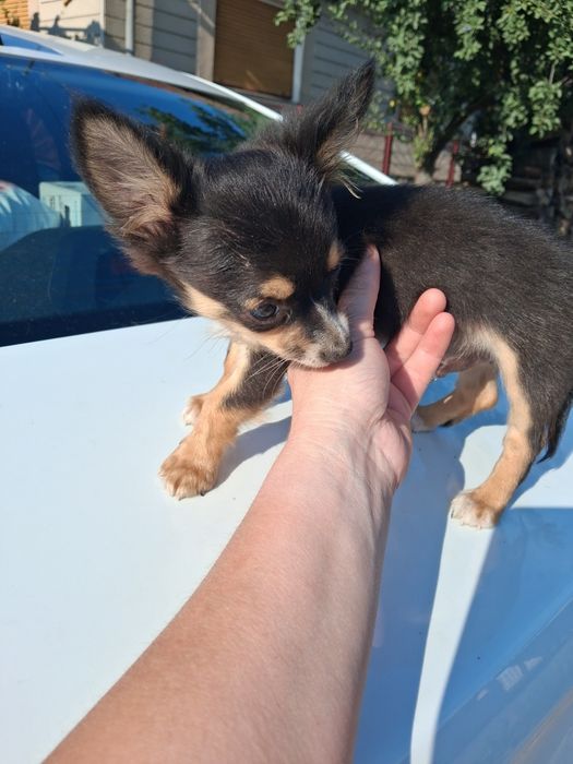 Băiețel chihuahua