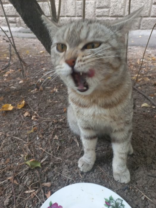 Шотландский котик ищет дом