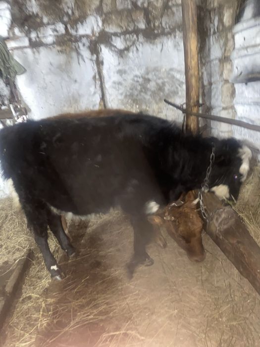 Теленок годовалый