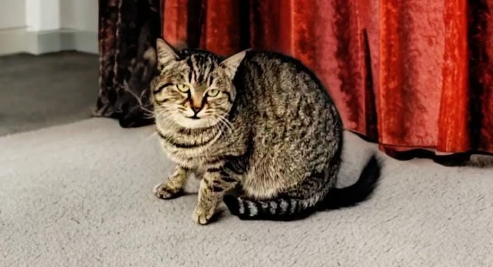 Кошечка в добрые руки