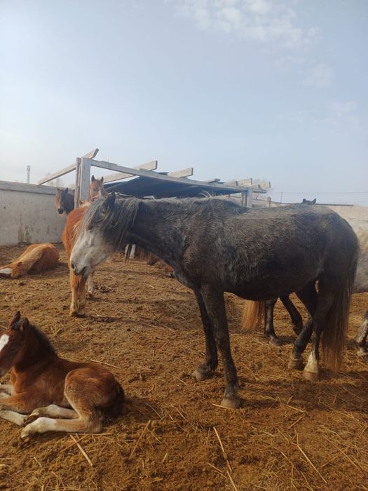 Продам кобылу с жеребенком 6 лет