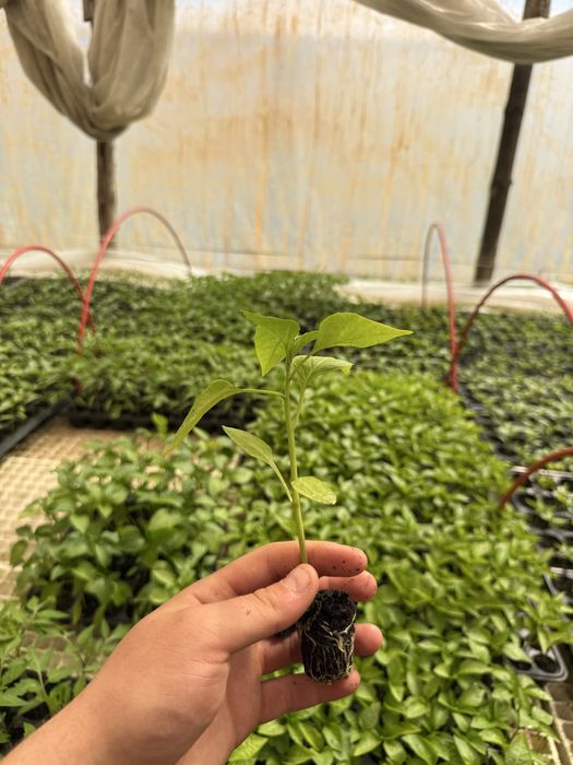 Разсади  домати, краставици, пипер,патладжан