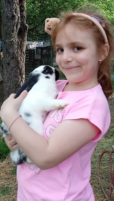 Iepuri de rasă mare