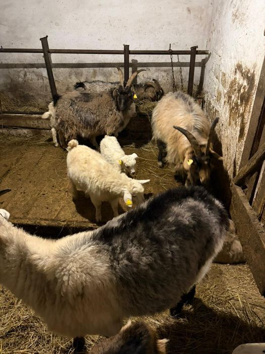 Сауынды ешкілер сатылады 40000 теңге