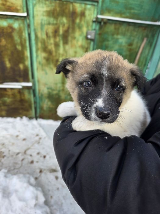 Щенки срочно ищут дом